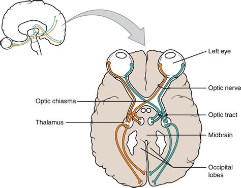 nervus opticus|Neuroanatomy, Cranial Nerve 2 (Optic)